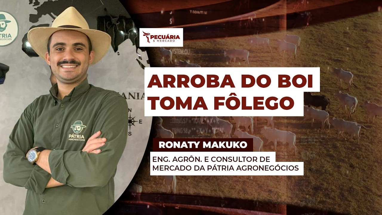 Arroba do boi ainda tem potencial de alta , apesar da recente estabilização dos preços