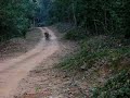 Close encounter with a Tiger a Jim Corbet Park