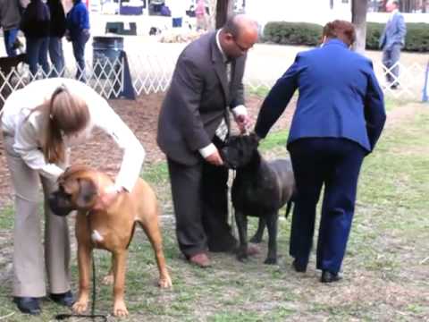 bullmastiff