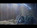 Click here to watch this video Grammostola Pulchripes