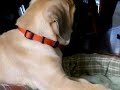 Otis the English Matiff Puppy