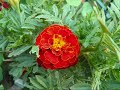 enigma-smell-of-desire.html