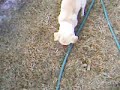 Dog eating a tomato