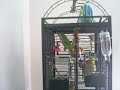 Quaker Parrot Talking