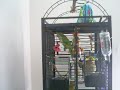 Quaker Parrot Talking Quaker Parrot Talking