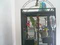 Quaker Parrot Talking