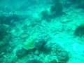 2nd Cuddle Fish Near Sabah Malaysia, Lankayan