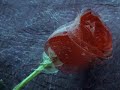 Trazis oprostaj - Senka Veletanlic Trazis oprostaj - Senka Veletanlic