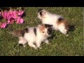 Fluffy Angel Persians 2008 Most Adorable Litter