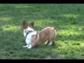 videos de Owen at the Dog Park