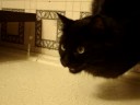 Kitty Chattering
