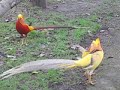 Golden Pheasants Fighting