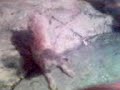 perro moleston