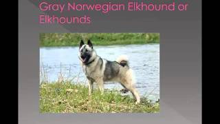 Dog breed name cross reference part 5-G,H