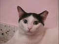 I Decided To Upload Some Pictures Of My Beautiful Cat- Pishi :) כמה תמונות של החתולה שלי- פישי :)
