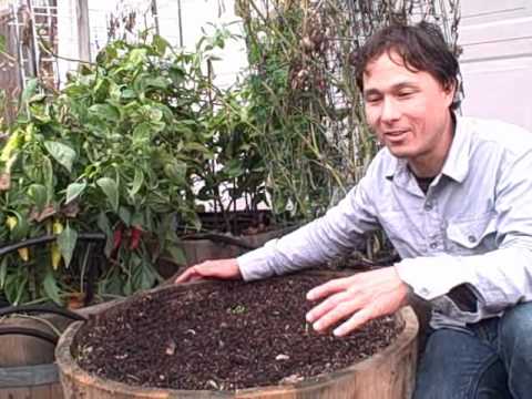 how to fertilize white half runners