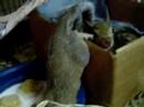 Rescued Squirrel