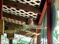 Rosy Bourkes Dance