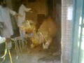 Dangerous Camel qurbani 2011 And Jahil Qasai Lahore
