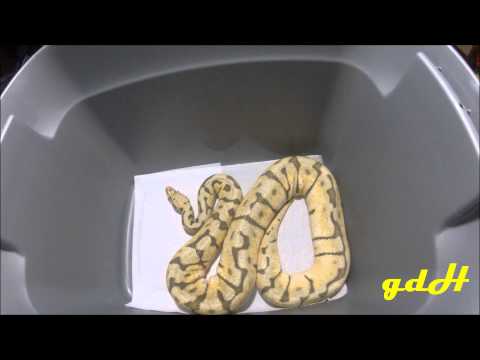 how to properly pick up a ball python