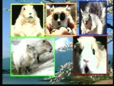 All-Rodent "MIKADO"