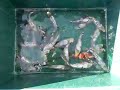 My G-shirotsuri from Shinodayama Koi Farm My G-shirotsuri from Shinodayama Koi Farm