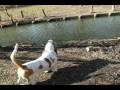 2009-01-06 | HAL basset hound in the park ~> met a lot of freinds there. ... (01:50)