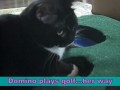 videos de Domino the cat makes Jonathan's putting game a bit difficult