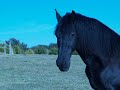 Simon the Friesian Simon the Friesian
