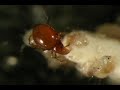 Mite feeding frenzy