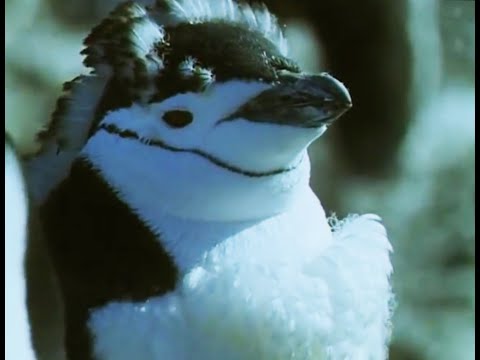 Penguins Fast For Three Weeks! - Life in the Freezer - BBC