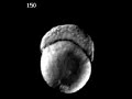 Zebrafish Dvelopment video Zebrafish Dvelopment video