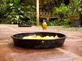 Pássaros em Blumenau Pássaros em Blumenau