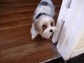 My Dogs