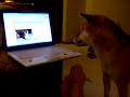 Beemer Sings along with Tai Jee