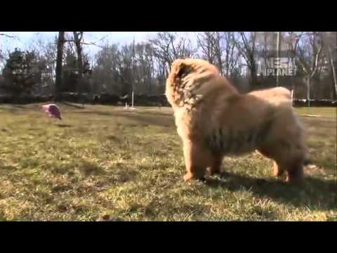 Dogs 101 Chow Chow
