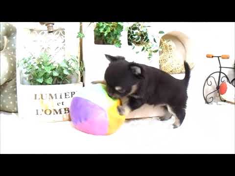 YouTube Preview Image