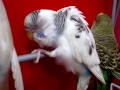 TheBudgieBirds - Budgie bird cleans itself