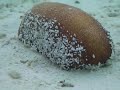 Meeru Island Resort Sea Cucumbers Jan 09