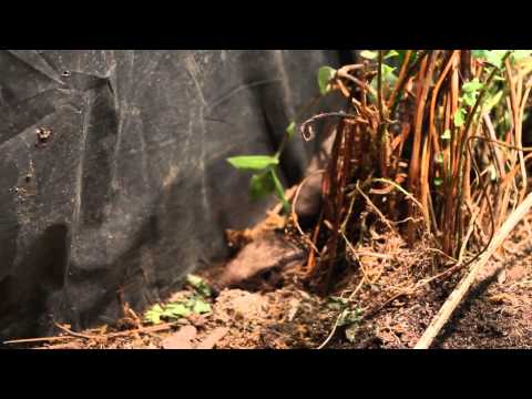 YouTube reptile video