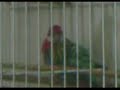 Ricki & Nicki ,Two Sweet Parrots 2 Ricki & Nicki ,Two Sweet Parrots 2