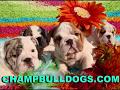 English Bulldog puppies kissing