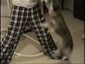videos de Crazy Daisy.wmv