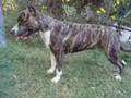 HERA amstaff