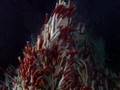 Hydrothermal Vents - David Attenborough