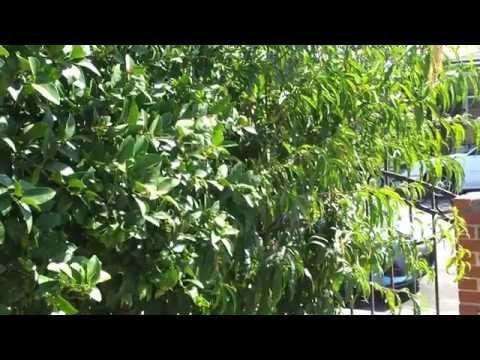 Samsung Galaxy S II (Epic 4G Touch) Camcorder Test