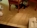 Maddie, The Hunter