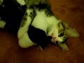 Cat Attack Sylvester Cat Attack Sylvester