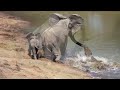 The moment a brave elephant mum shakes a vicious crocodile off her trunk