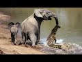 The moment a brave elephant mum shakes a vicious crocodile off her trunk